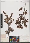 Foto von Salix aurita L.